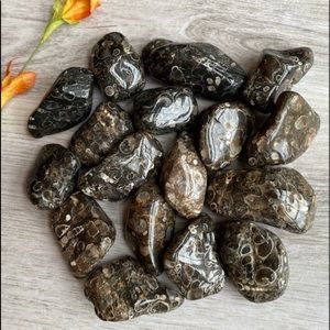 2/$20 🧿 Turrittella Agate Tumbles (3pc)